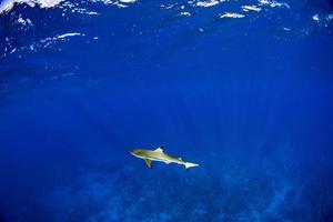 bucear con tiburones en el océano azul de polinesia foto