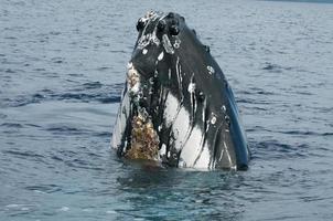 cabeza de ballena jorobada viniendo hacia arriba en el océano polinesio azul profundo foto