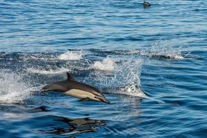 common dolphin jumping outside the ocean photo