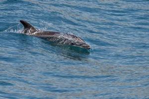 bottlenose dolphin jumping outside the harbor photo