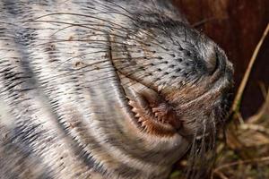 grey seal puppy while relaxing on the beach in Great Britain photo