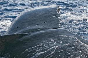 Humpback whale detail in polynesian sea photo