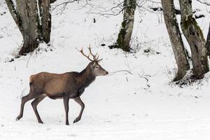 red deer on snow background photo