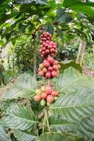 Mature coffee seeds of indonesia bali island photo