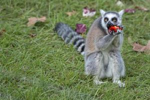 lemur monkey close up portrait while eating red pepper photo