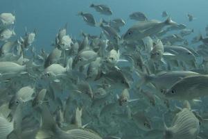 Inside a school of fish underwater photo