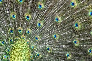 peacock bird wonderful feather open wheel portrait photo