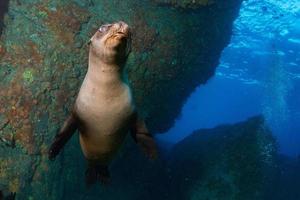 Puppy sea lion underwater looking at you photo