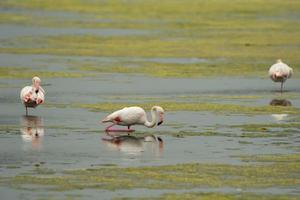 A group of pink flamingo while eating in Sardinia, Italy photo