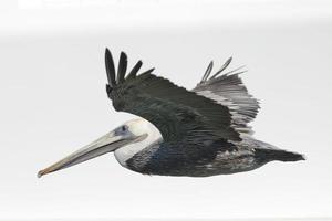 Isolated Pelican while flying photo