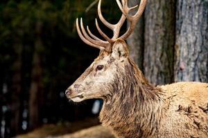 male red Deer portrait looking at you in autumn season photo