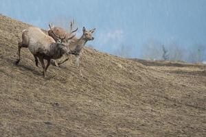 Deer running on the grass background photo