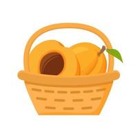 Apricot fruit basket. Flat vector illustration. Harvesting fruits.Picnic concept icons.Isolated on a white background.Ripe apricot fruits.