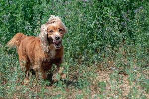 Happy young Dog English cocker spaniel while running to you photo