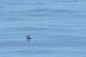 tern resting on sea turtle back photo