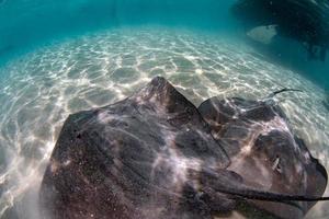 sting ray in french polynesia photo