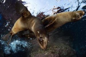 foca de león marino bajo el agua mientras bucea en galápagos foto