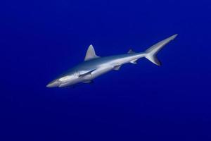 Grey shark ready to attack underwater photo