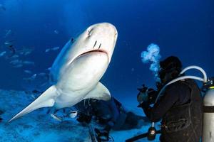 tiburón toro mientras está listo para atacar mientras se alimenta foto