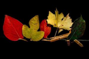 autumn leaves isolated on black hanging on clothesline photo