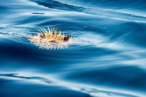 pez puercoespín inflado en la superficie del mar foto