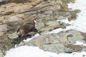 Chamois deer in the snow background photo