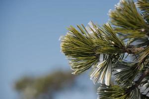 Tree branch covered by ice in winter time photo