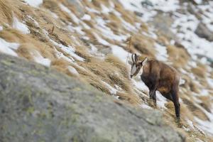 un ciervo de gamuza aislado en el fondo de la nieve foto