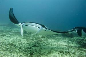 Manta coming to you in the blue and sand background photo