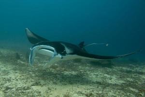 An isolated Manta in the blue background photo