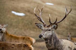 Deer on the grass background close up portrait photo