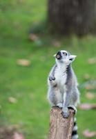 lemur monkey while looking at you photo