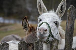 white donkey portrait looking at you photo