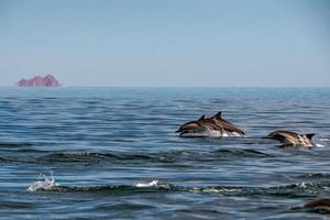 common dolphin pod jumping outside the ocean photo