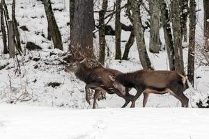 red deers fighting on snow background photo