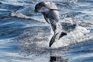 common dolphin jumping outside the ocean photo