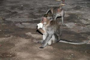Indonesia macaque monkey ape inside a temple portrait photo