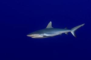 Grey shark ready to attack underwater photo