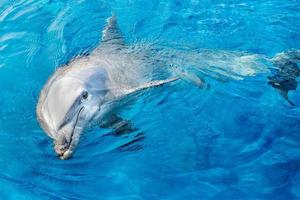 dolphin smiling eye close up portrait detail photo