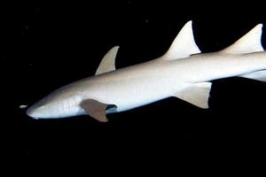 Nurse Shark close up on black at night photo