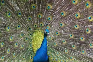 pavo real ave maravilloso pluma rueda abierta retrato foto