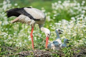 Stork with baby puppy in its nest on the daisy photo