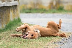 cachorro joven perro cocker spaniel inglés mientras corre sobre la hierba foto