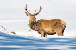 deer portrait in the snow background photo