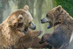 Two black grizzly bears while fighting photo