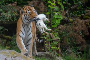 tigre siberiano mientras come y te mira foto