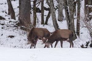 red deer on snow background photo