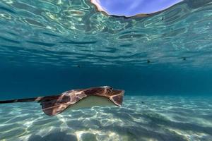 sting ray in french polynesia photo