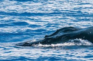 Humpback whale head coming up photo