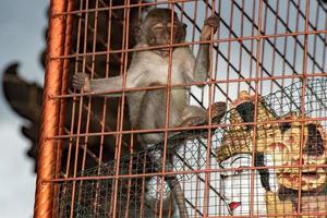 macque ape monkey inside bali induist temple photo